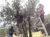 RACCOLTA OLIVE